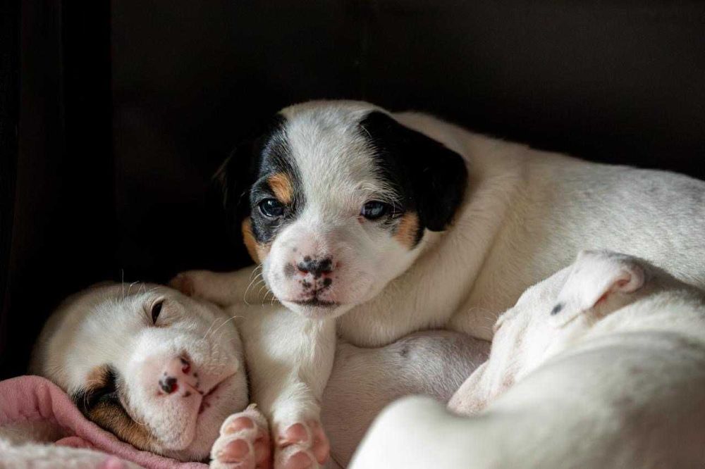 Parson Russell Terrier ZKwP/FCI – samiec Aramis, hodowla Abbey Road Hunters