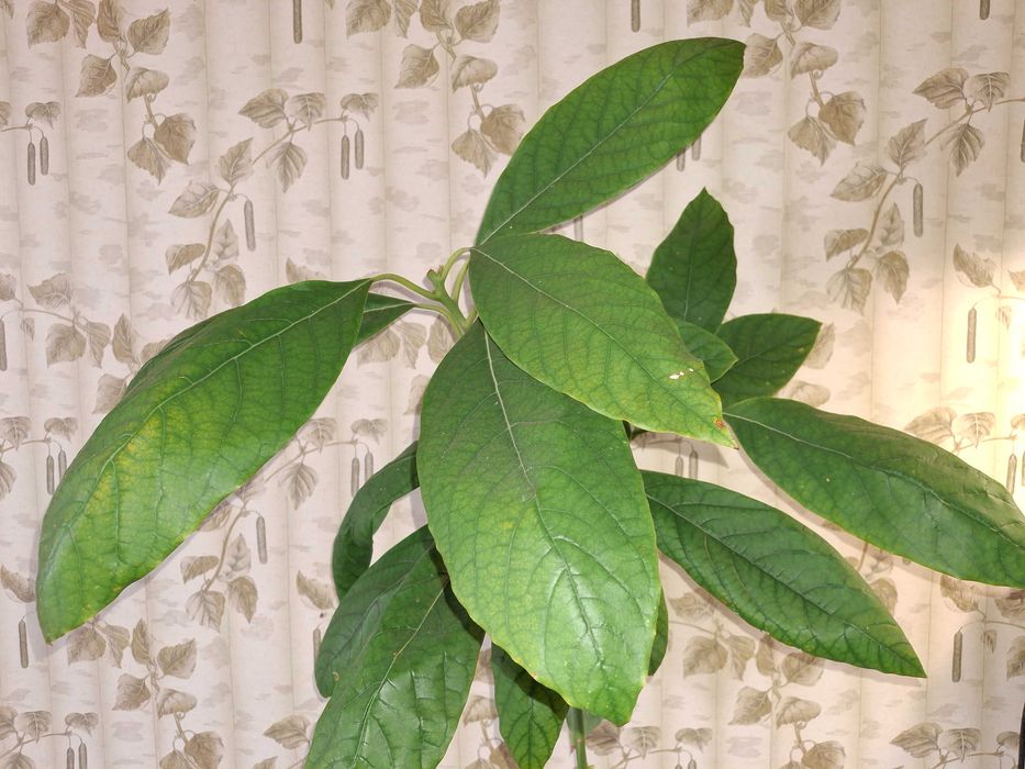 Авокадо 1-річна рослина