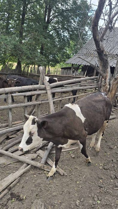 Продам корову дійну