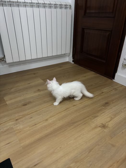 Gatinha persa meiga e pura