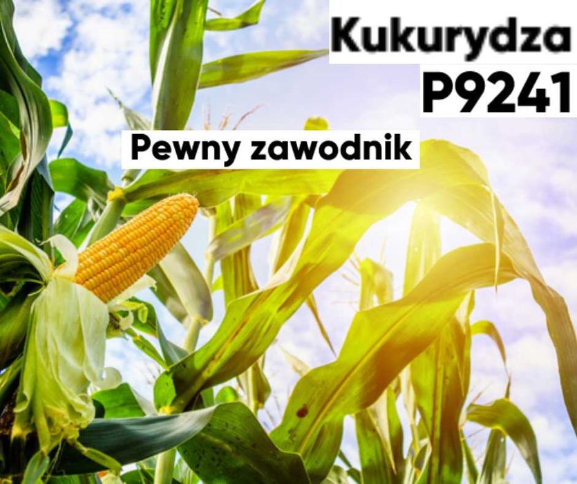 Kukurydza Pioneer P9241 - Pewny zawodnik