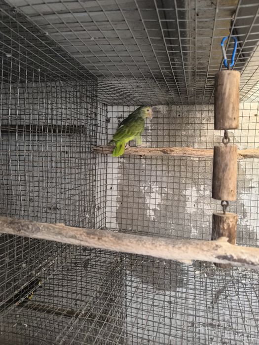 Amazona Xanthops