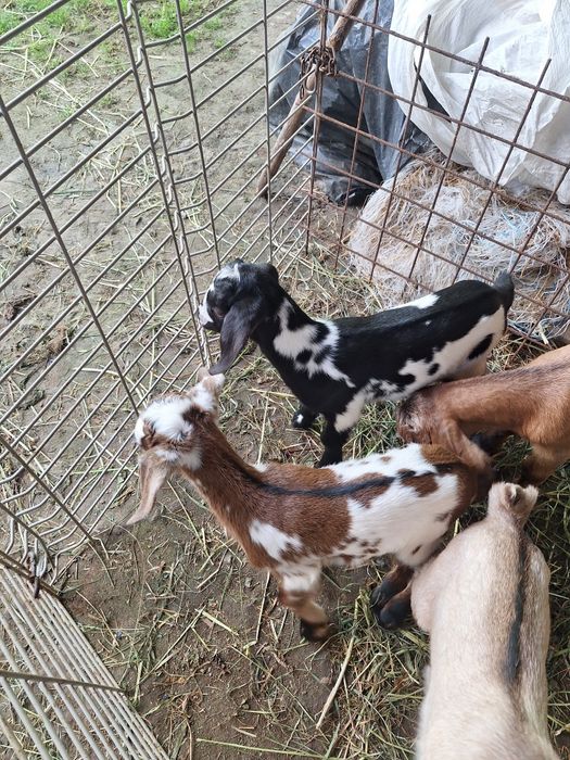 Cabras anglonubianas