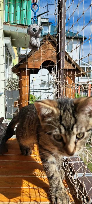 Ryś – 100% energii, 0% nudy! Adopcja małego wulkanu!
