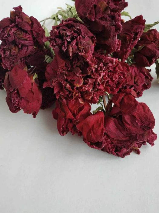 Сухоцвіти півонії зі стеблами бордові та рожеві. Букети сухих квітів