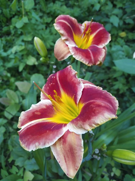 Лілейники , різні