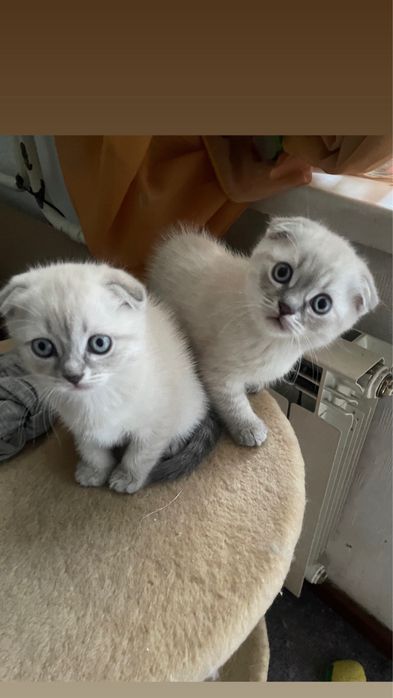 Висловухі шотландські кошенята Blue Lynx Point