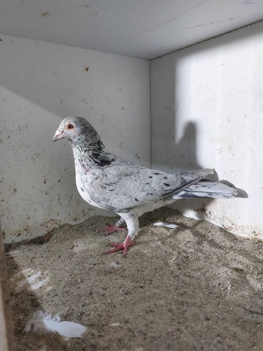 Golebie /ozdobne/pocztowe /stipler