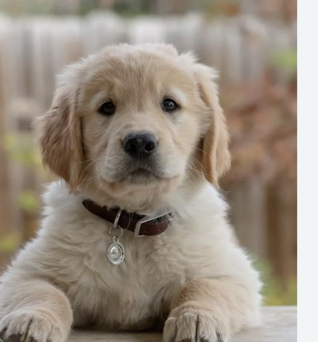 Golden retriever fantastico