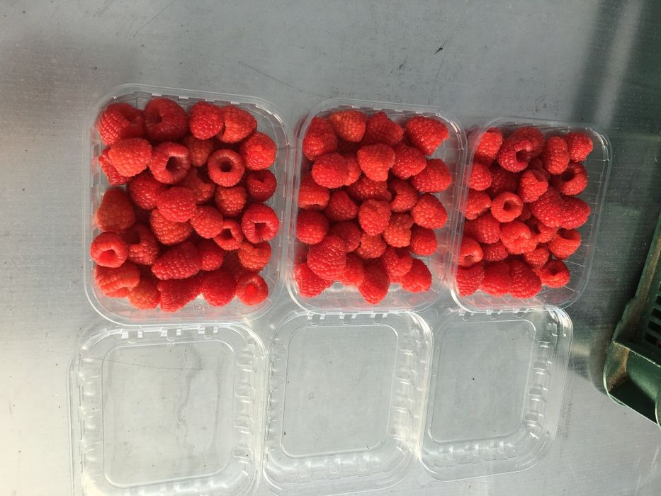 Sadzonki malin Clarita odpowiednik maravilli