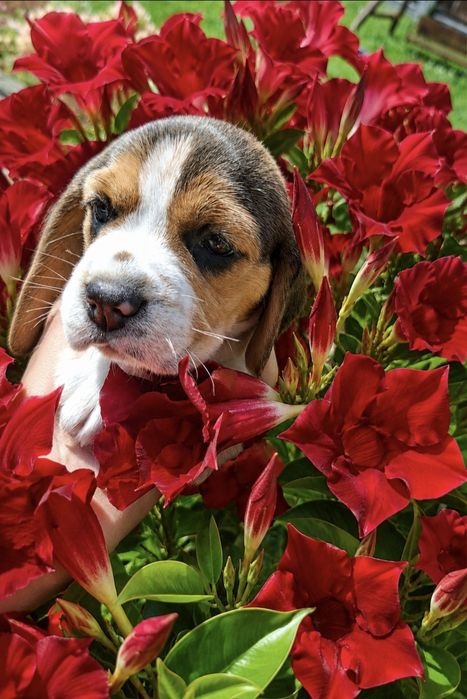 Beagle ZKwP  szczenię