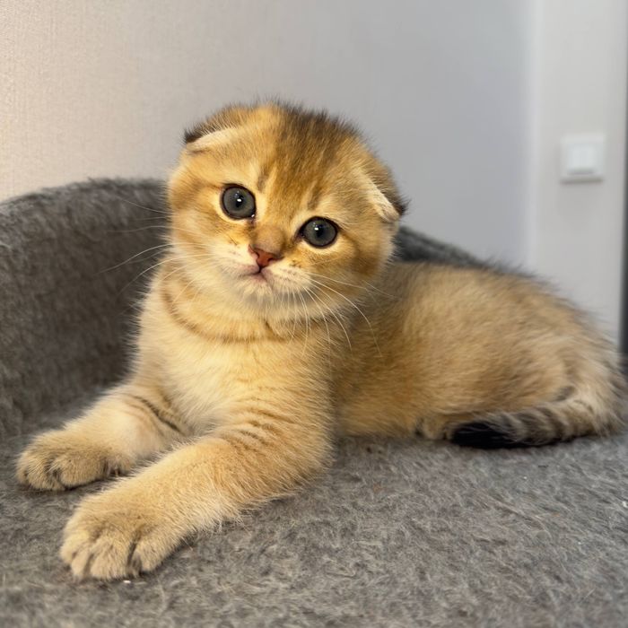 Висловухий хлопчик золота шиншила