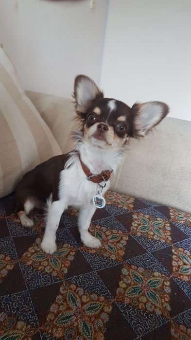 Чихуахуа ищет невесту