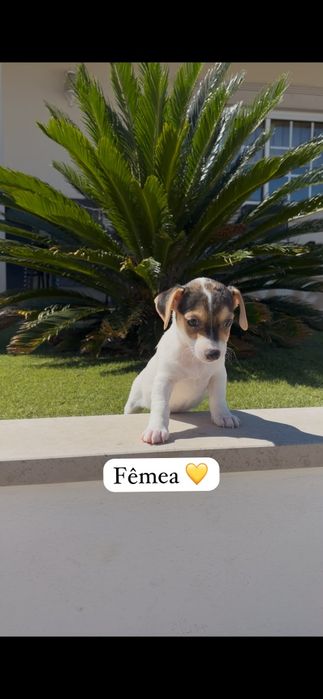 Jack Russell fêmea