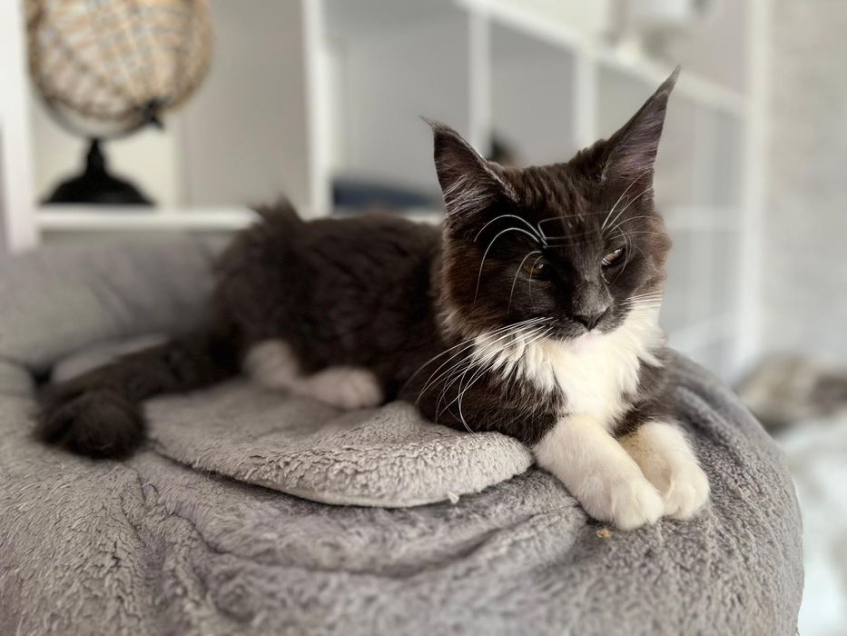 Maine Coon niebieski z białym
