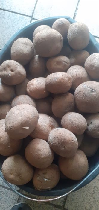 Ziemniaki sadzeniaki