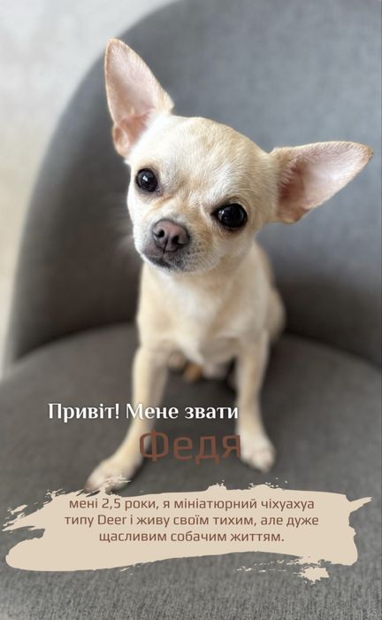 Шукаю дівчину чіхуахуа