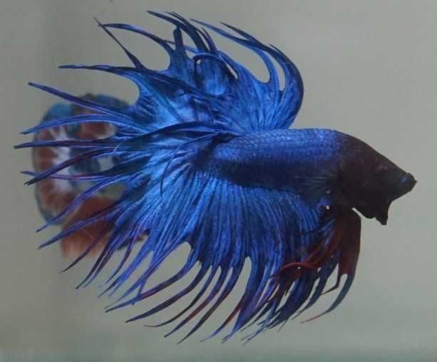 Bojownik wspaniały strzępiasty NIEBIESKI - Syjamski - Betta - wysyłamy