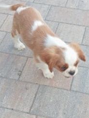 Cavalier king charles spaniel