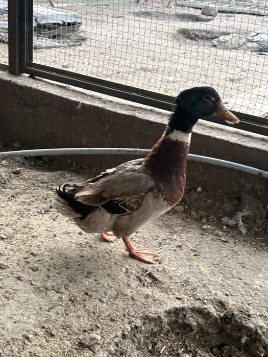 Sprzedam parkę kaczek