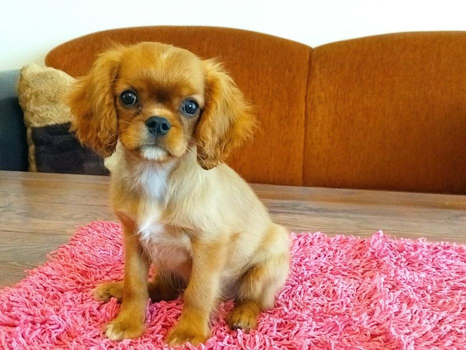 Cavalier King Charles Spaniel