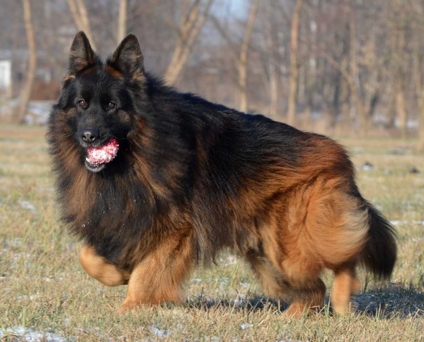 Owczarek Niemiecki Długowłosy Rodowodowy- szczeniak ZKwP FCI