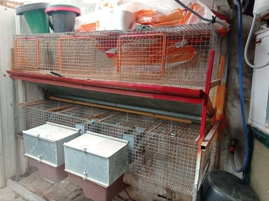 bateria criação coelhos