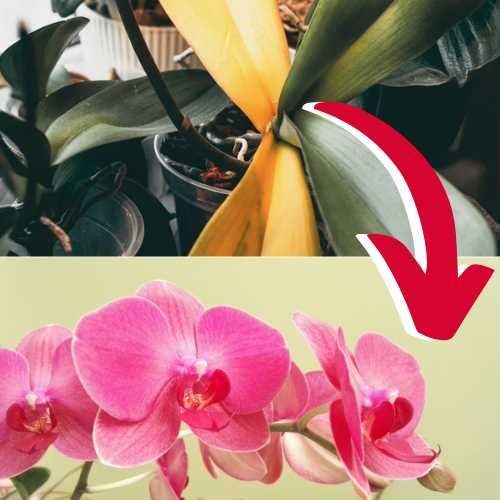 OrquiDarya - Suporte de orquídeas