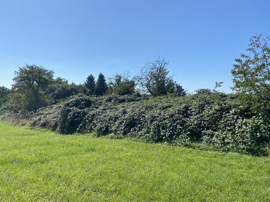 MULCZOWANIE MULCZER oczyszczanie terenu z trawy samosiejek drzew pni