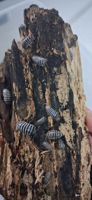 15 sztuk Armadillidium imaculatum zebra, isopody, prosionki, ekipa sprzątająca