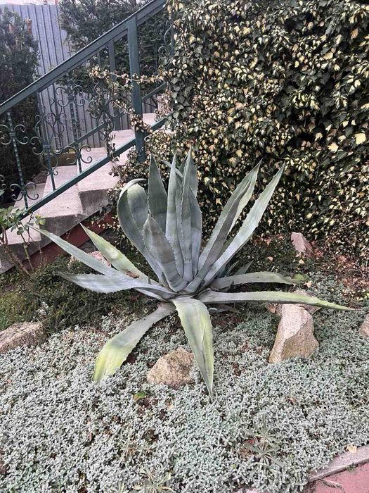 Віддам безкоштовно кактус Агава,висота 0,90см,САМОВИВІЗ