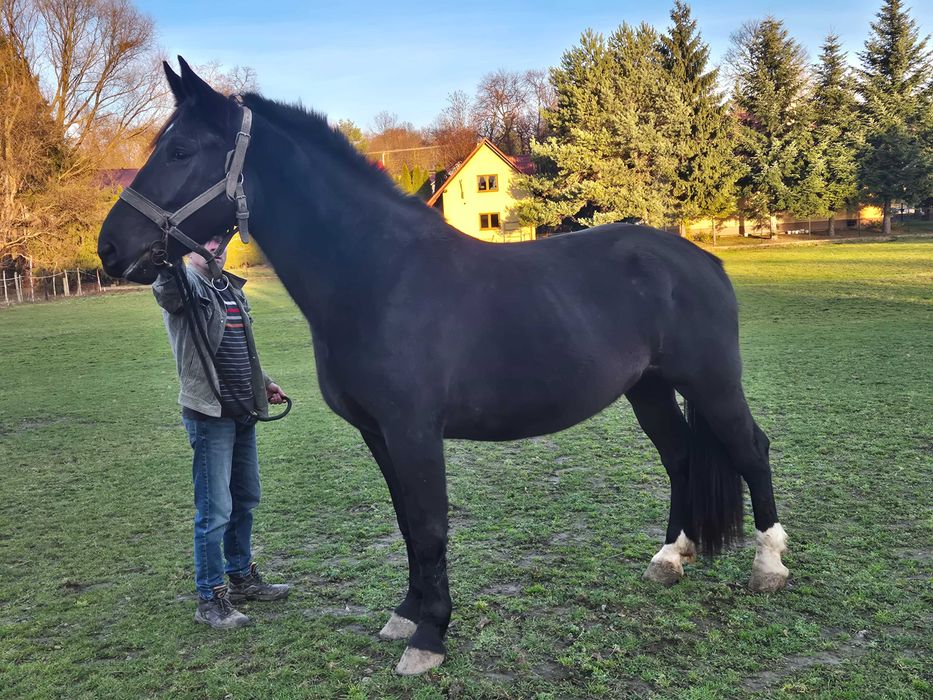 Sprzedam piękną klacz źrebna na styczeń