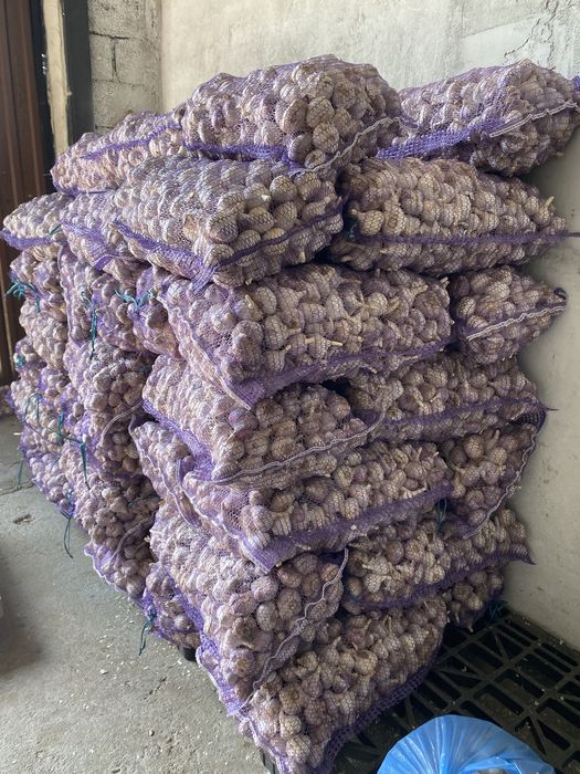 Продам часник озимий опт і роздріб