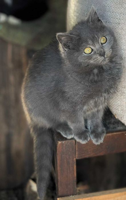 Кошеня за символічну ціну