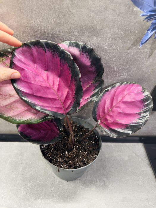 Калатея Крімсон (Krimson)