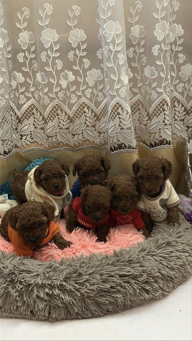 Цуценята той пуделя КСУ
