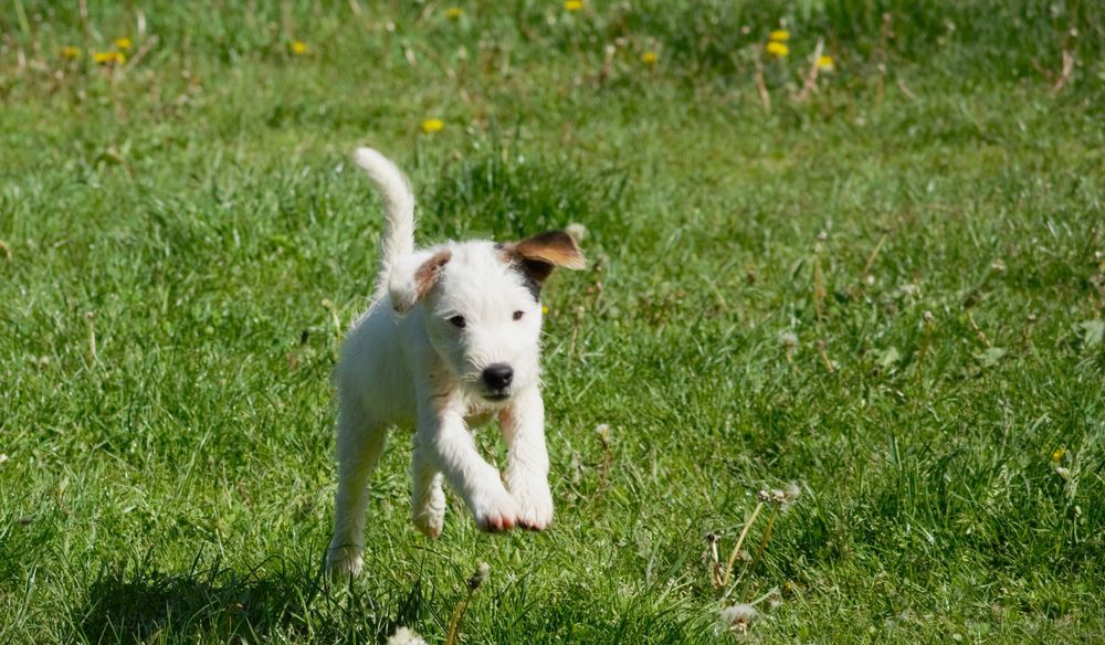 Parson Russell Terrier - piesek- ZKwP/FCI