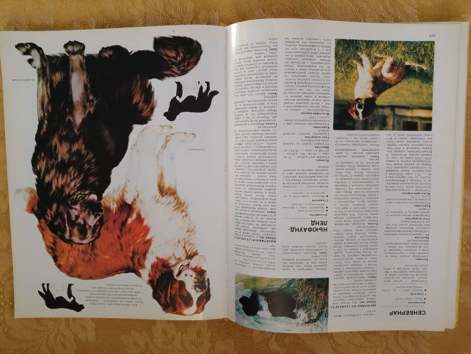 Ваша собака. Руководство по выбору и уходу за собакой.