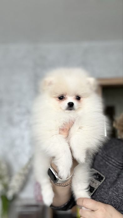 Маленьке щастя шукає свою родину, дівчинка шпіца