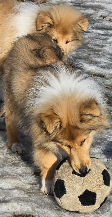 Owczarek Szkocki długowłosy szczeniak piesek