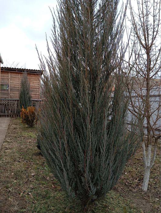 Ялівець блю ерроу