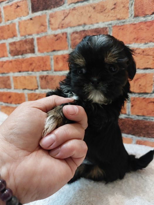 Dziewczynka Shih-tzu