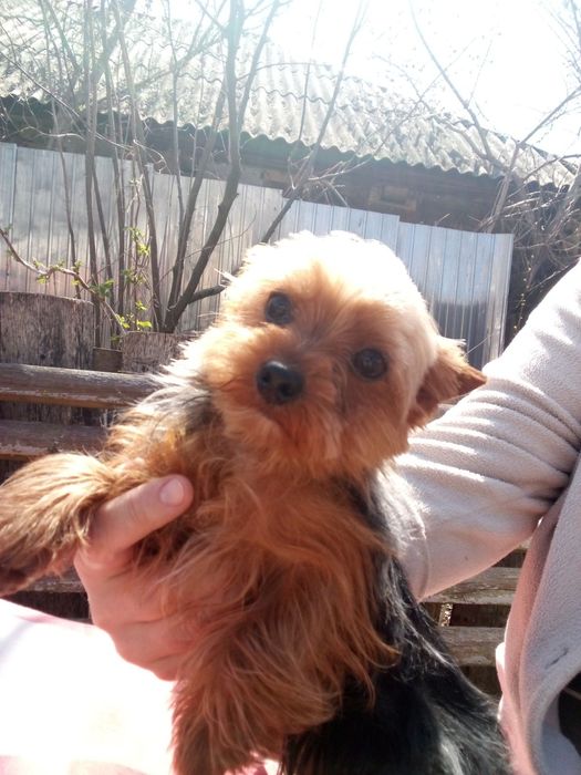 Вязка мини йорчик.