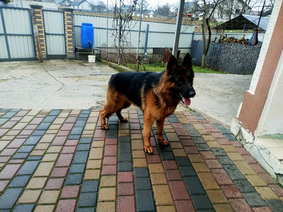 Молодий кобель на в'язку