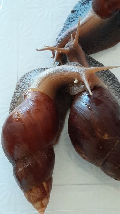 Улитки.Ахатины,ретики