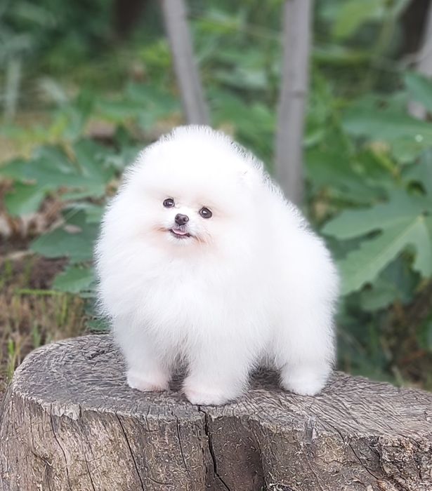 Щенки шпица девочки белые и крем