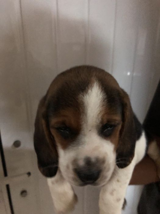 Beagle macho. pronto para entrega. Vacinado e desparasitado.