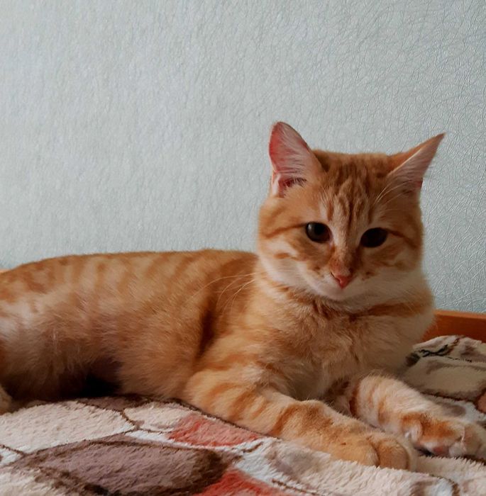 Кошечка Хани ищет дом