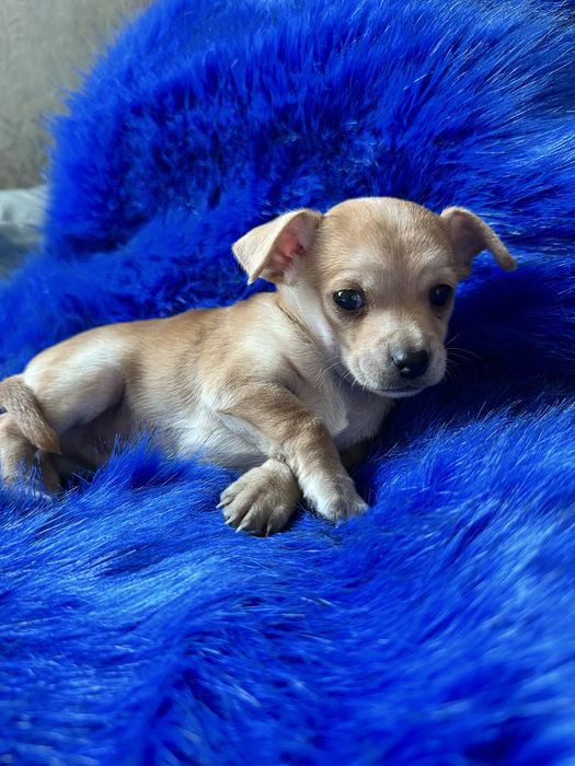 Цуценята той терʼєр