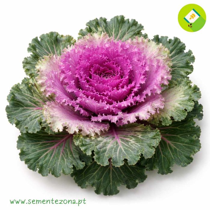 20 sementes de Couve Ornamental - Brassica oleracea acephala